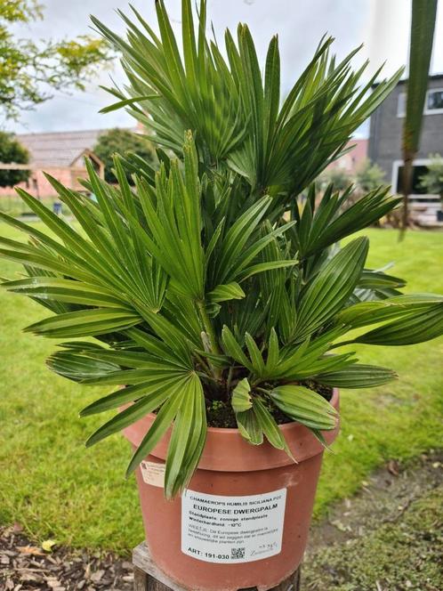 Palmboom Chamaerops Humilis 'Siciliana', Jardin & Terrasse, Plantes | Jardin, Enlèvement