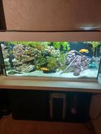 Aquarium met cichliden Juwel Rio 180, Dieren en Toebehoren, Ophalen, Zo goed als nieuw, Gevuld zoetwateraquarium