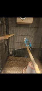 Engelse grasparkiet, Mannelijk, Parkiet, Geringd