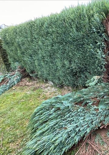 Coniferen haag GRATIS beschikbaar voor biedingen