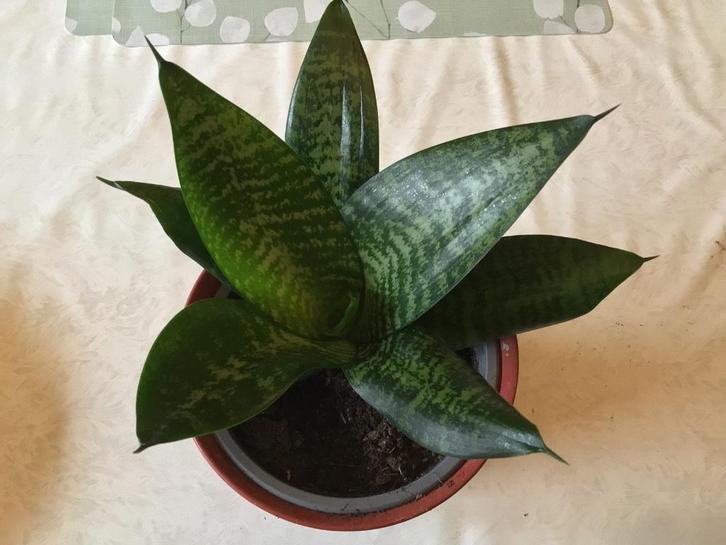 arrangements floraux : plantes d'intérieur, thème automne-ét, Maison & Meubles, Accessoires pour la Maison | Plantes & Fleurs artificielles