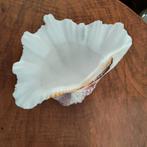 Joli coquillage bénitier, Collections, Enlèvement