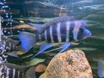 CYPHOTILAPIA FRONTOSA KIGOMA 7 BAR, Poisson, Poisson d'eau douce
