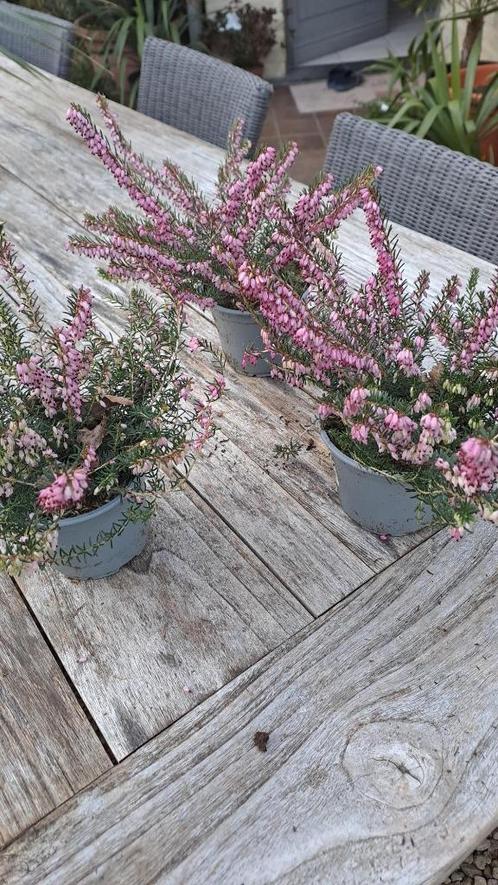 winterheide, Tuin en Terras, Planten | Tuinplanten, Vaste plant, Winter, Ophalen