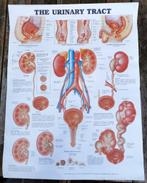 Anatomie poster urinewegen ‘The Urinary Tract’ op papier., Ophalen of Verzenden, Gelezen, Hoger Onderwijs