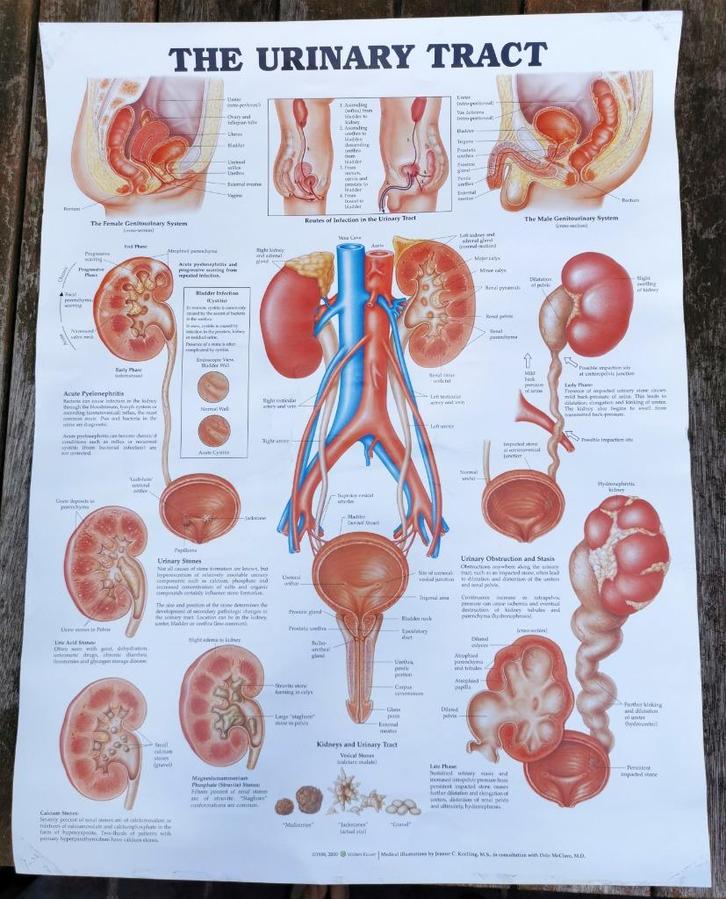 Anatomie poster urinewegen ‘The Urinary Tract’ op papier., Boeken, Studieboeken en Cursussen, Gelezen, Hoger Onderwijs, Ophalen of Verzenden