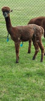 Alpaca Appaloosa hengst  met stamboek, Dieren en Toebehoren, Overige Dieren