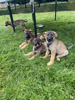 Duitse herder wolfs grouw pups, Dieren en Toebehoren, Honden | Herdershonden en Veedrijvers, België, CDV (hondenziekte), 8 tot 15 weken