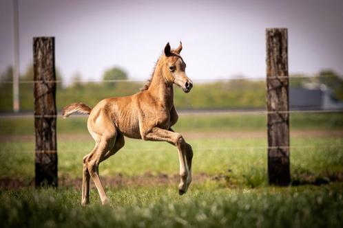 Arabisch volbloed hengstveulen 2025 - Schimmel, Dieren en Toebehoren, Paarden, Hengst, Onbeleerd, 0 tot 2 jaar, Ingeënt