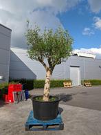 Prachtige solitaire olijfboom 1,2 meter stam, Tuin en Terras, Planten | Bomen, In pot, Olijfboom, Volle zon, 250 tot 400 cm