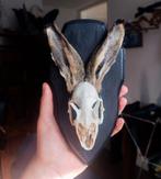 Hazen schedel met oren Taxidermy, Verzamelen, Dierenverzamelingen, Ophalen of Verzenden, Schedel