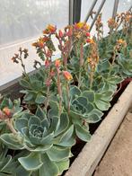 Echeveria, Tuin en Terras, Planten | Tuinplanten, Ophalen