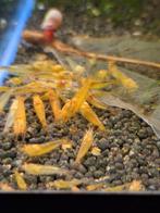 Yellow kingkong Orange eyes(caridina garnalen), Dieren en Toebehoren, Vissen | Aquariumvissen