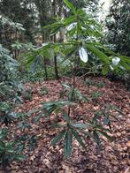 Rododendron auriculatum, Tuin en Terras, Planten | Struiken en Hagen, Struik, Ophalen, Rhododendron, 100 tot 250 cm