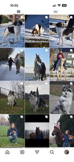 Hobbyfotograaf zoekt klanten, Dieren en Toebehoren