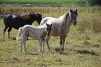 shetlandpony en welsh hengsten veulen, Gechipt, 0 tot 2 jaar, Hengst, A pony (tot 1.17m)