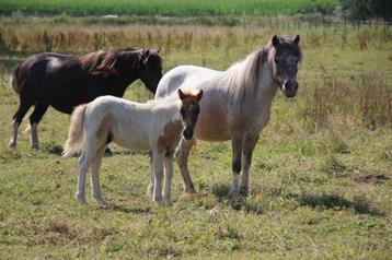 shetlandpony en welsh hengsten veulen, Vermifugé, Poney de récréation, Poney A (jusqu'à 1.17 m), Étalon