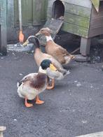 Te koop 3 loop/flessen eenden