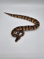 Python regius Pastel yellow belly 100% het desert ghost, Animaux & Accessoires, Serpent, Domestique, 0 à 2 ans