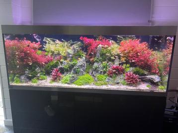 Aquarium Oase Highline 600 + meuble et accessoires beschikbaar voor biedingen