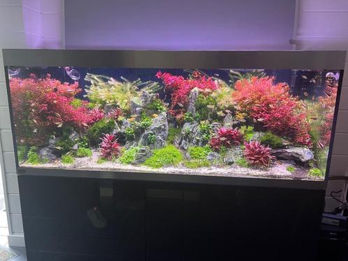 Aquarium Oase Highline 600 + meuble et accessoires, Dieren en Toebehoren, Vissen | Aquaria en Toebehoren, Zo goed als nieuw, Gevuld zoetwateraquarium