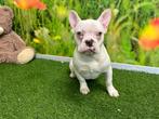 Franse Bulldog puppy, Dieren en Toebehoren, Honden | Bulldogs, Pinschers en Molossers, CDV (hondenziekte), Bulldog, 8 tot 15 weken