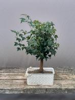 Bonsai buergeranium, Tuin en Terras, Ophalen