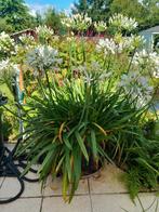 Agapanthus wit, Tuin en Terras, Planten | Tuinplanten, Ophalen