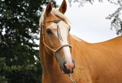 Frontal, Animaux & Accessoires, Chevaux & Poneys | Brides & Harnachement, Neuf, Autres espèces, Envoi