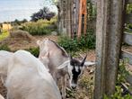 Geitenbokjes, Dieren en Toebehoren, Schapen, Geiten en Varkens