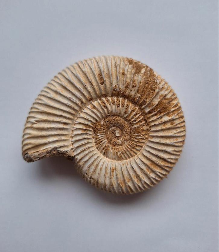 ammoniet Perysphinctes sp. - 6,8 cm, Verzamelen, Mineralen en Fossielen, Fossiel, Ophalen of Verzenden