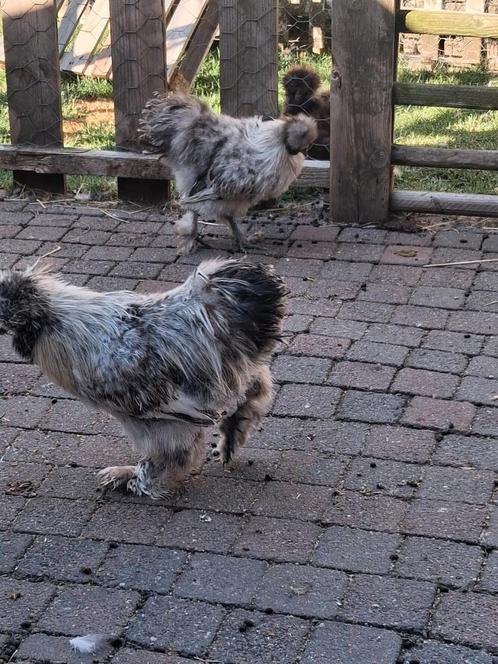 2 prachtige zijdehoen hanen, Dieren en Toebehoren, Pluimvee