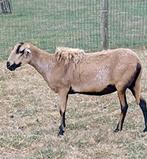 Grote Barbados Black Belly ooi, Animaux & Accessoires, Moutons, Chèvres & Cochons, Mouton