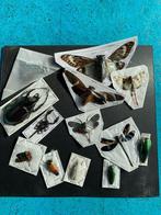vlinders cicades schorpioenen kevers voor oefenen taxidermie, Nieuw, Opgezet dier, Ophalen of Verzenden, Insect