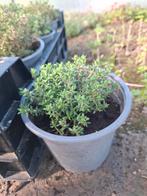 Tijm, Tuin en Terras, Planten | Tuinplanten, Ophalen, Volle zon, Vaste plant, Kruiden