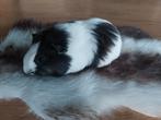 Jonge cavia zeugjes, Dieren en Toebehoren, Knaagdieren, Februari, Vrouwelijk, Cavia