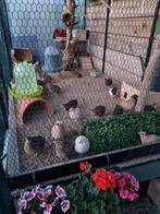 Japanse kwartels 3 maand oud, Animaux & Accessoires