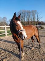 4 jarig recreatiepaard, Dieren en Toebehoren, Paarden, Ruin, Zadelmak, Recreatiepaard