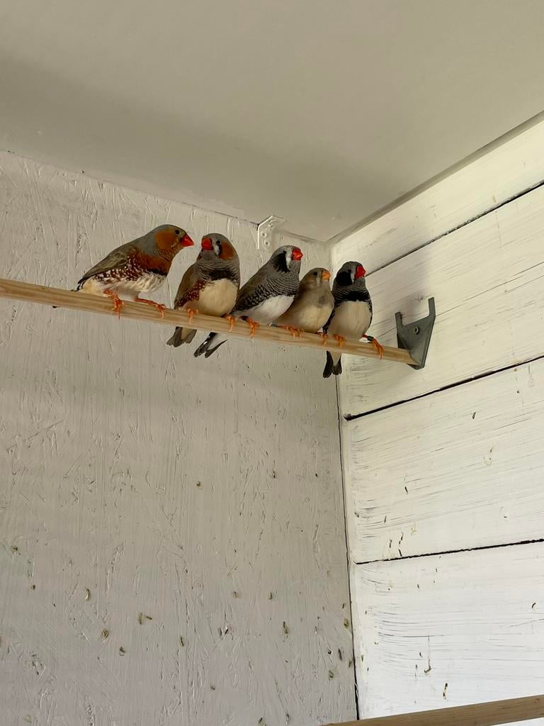 Zebravinken mutaties, Animaux & Accessoires, Oiseaux | Oiseaux Autre, Bagué