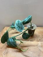 Tatouage argenté Scindapsus, Maison & Meubles, Plantes d'intérieur, Enlèvement ou Envoi