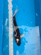 Magnifique koï japonais Doitsu de 50 à 55 cm, Animaux & Accessoires