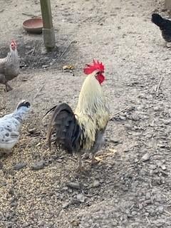 hanen te koop (waarschijnlijk easter egger), Mâle, Poule ou poulet