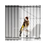 Chardonneret mâle petite taille de  2025, Mâle, Oiseau chanteur sauvage, Domestique