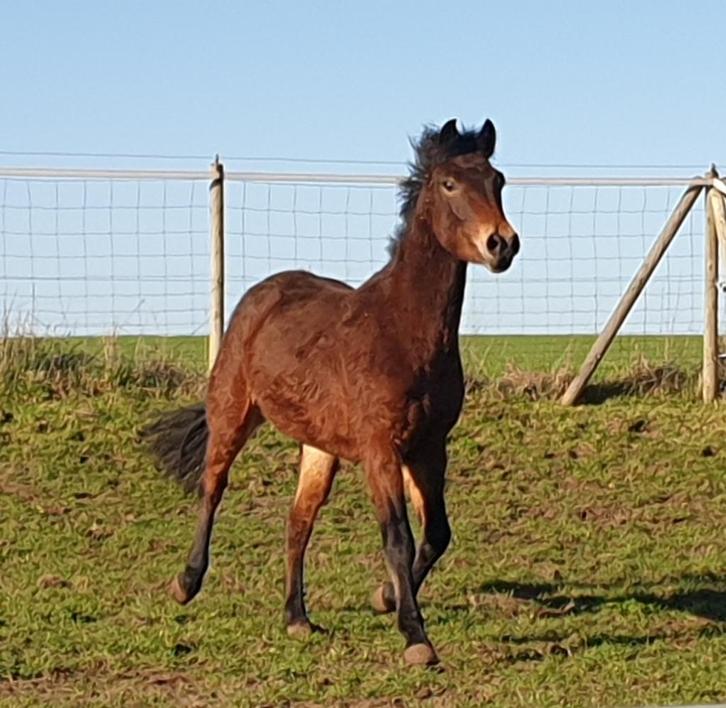 Jonge D pony merrie, Dieren en Toebehoren, Pony's, Merrie