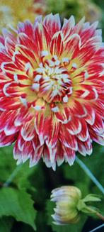 Dahlia akita, Ophalen of Verzenden, Voorjaar, Volle zon, Bloembol