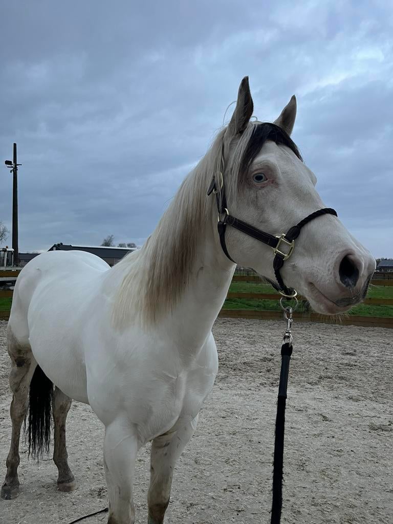 Brave ruin Olaf., Dieren en Toebehoren, Paarden, Ruin, M