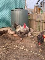 haan, Dieren en Toebehoren, Mannelijk, Kip