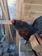 Antwerpse baardkriel haan, Dieren en Toebehoren, Pluimvee
