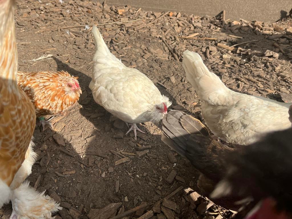 Kriel hennetjes  ea, Dieren en Toebehoren, Pluimvee