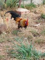 Hollandse krielen, Kip